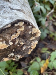 Stereum gausapatum