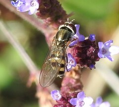 Platycheirus trichopus