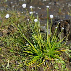 Eriocaulon