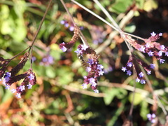 Platycheirus trichopus