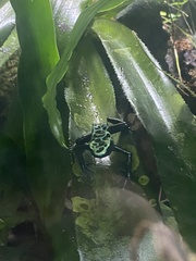 Dendrobates tinctorius