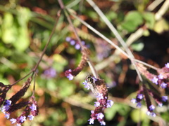 Platycheirus trichopus