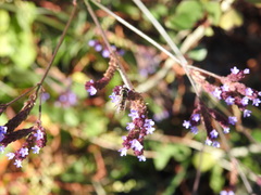 Platycheirus trichopus