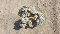 Psathyrotes ramosissima