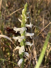 Spiranthes bightensis
