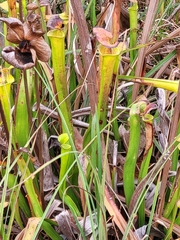 Sarracenia flava