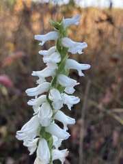 Spiranthes bightensis