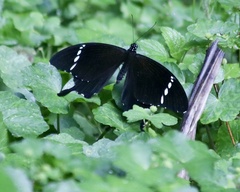 Papilio nephelus