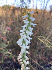 Spiranthes bightensis