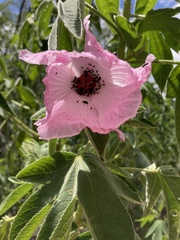 Hibiscus splendens