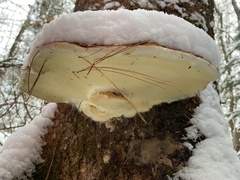 Fomitopsis