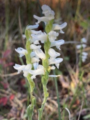 Spiranthes bightensis