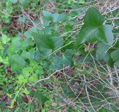 Maurandya antirrhiniflora