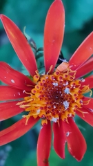 Pseudogynoxys chenopodioides