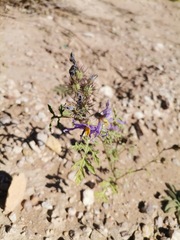 Solanum citrullifolium