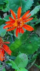 Pseudogynoxys chenopodioides