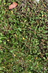 Chamaecrista rotundifolia rotundifolia
