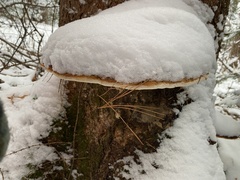 Fomitopsis