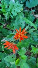 Pseudogynoxys chenopodioides