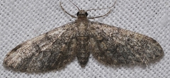 Eupithecia orana