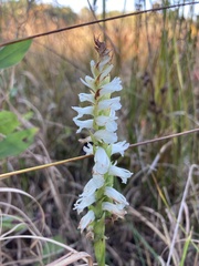 Spiranthes bightensis
