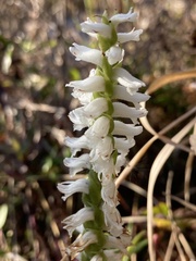 Spiranthes bightensis