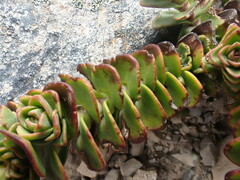 Veronica haastii