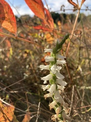 Spiranthes bightensis