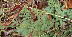 Desmanthus velutinus