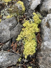 Vulpicida juniperinus