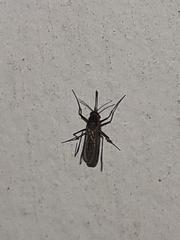 Culicinae