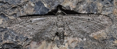Eupithecia rosmarinata