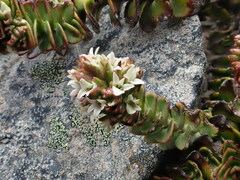 Veronica haastii