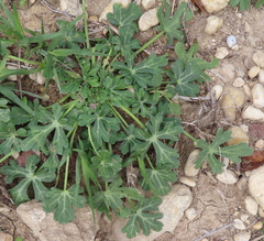 Callirhoe involucrata