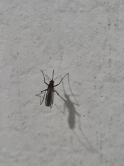 Culicinae