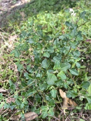 Chenopodium robertianum