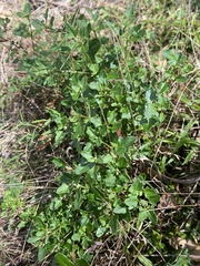 Chenopodium robertianum
