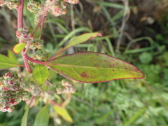 Chenopodium