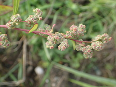 Chenopodium