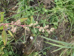 Chenopodium