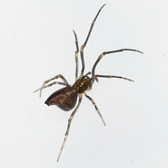 Neospintharus trigonum