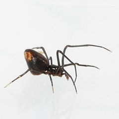 Neospintharus trigonum