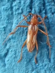 Eburodacrys dubitata