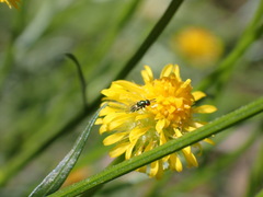 Torymidae