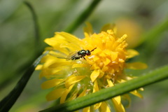 Torymidae