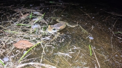 Trachycephalus imitatrix