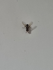 Diptera