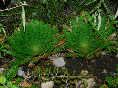 Selaginella lepidophylla