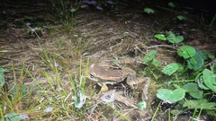 Trachycephalus imitatrix