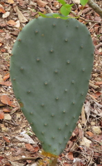 Opuntia cacanapa